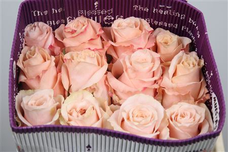 <h4>R Gr Shimmer Ec</h4>