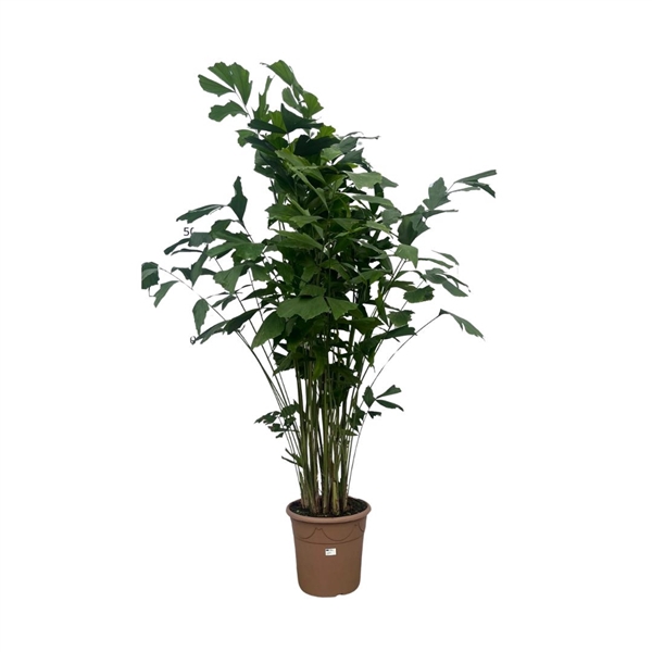 <h4>Caryota Mitis - 210cm</h4>