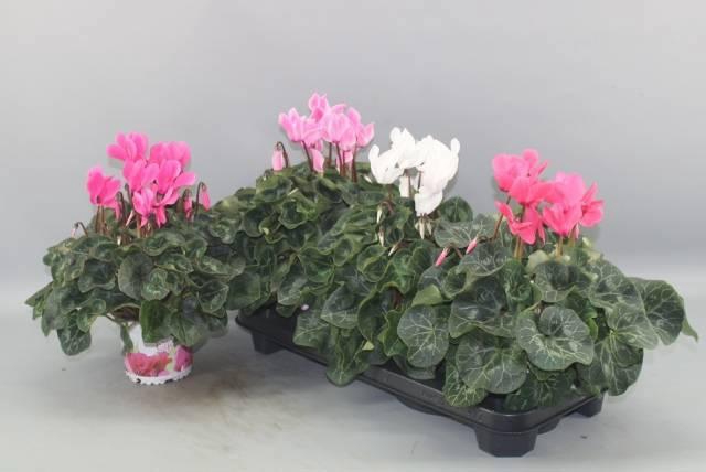 <h4>CYCL GR SUP XL</h4>