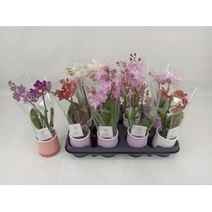 PHAL MINI
