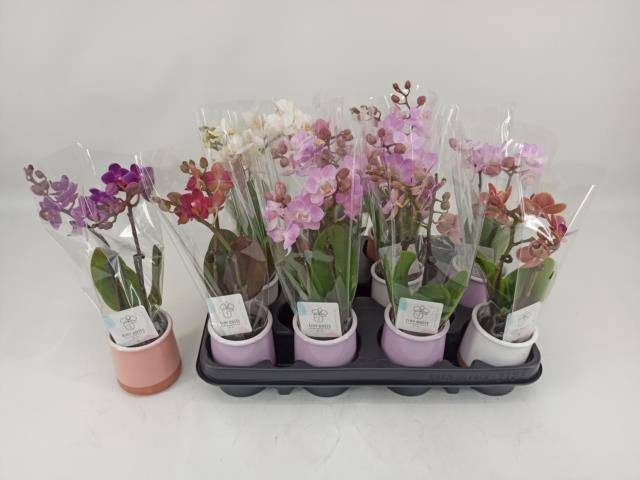 <h4>PHAL MINI</h4>