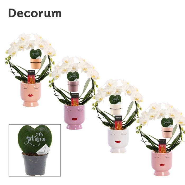 <h4>Phalaenopsis boog wit in Dua Lipa met Hoya Kerrii Je t'aime</h4>