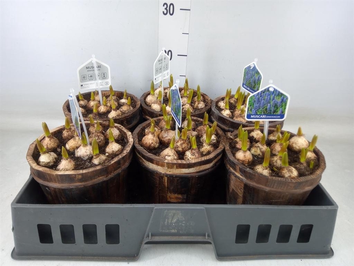 <h4>Arr.  Muscari L%</h4>