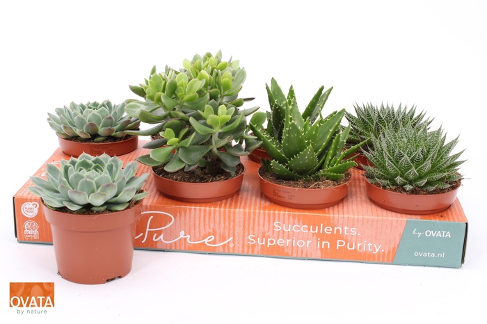 <h4>SUCC GEM 4 SRT</h4>