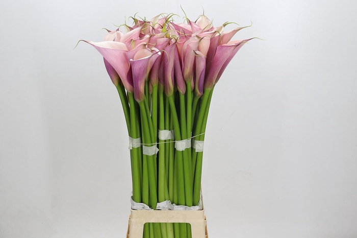 Zantedeschia Eydolls Purple Pink