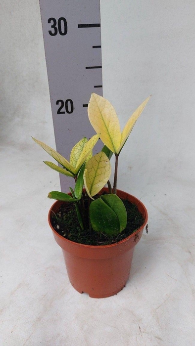 <h4>Zamioculcas (kopie)</h4>