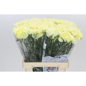 Dianthus St Poirot Giallo