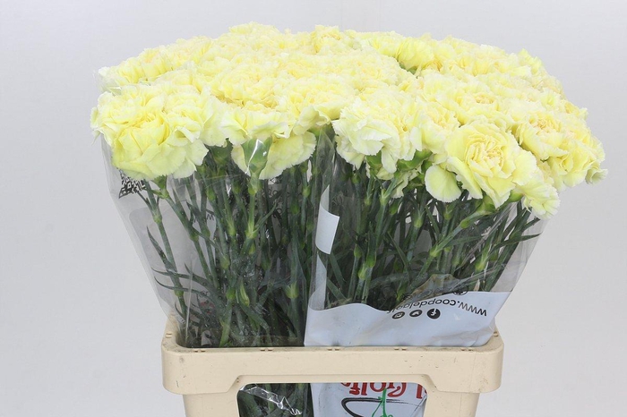 <h4>Dianthus St Poirot Giallo</h4>