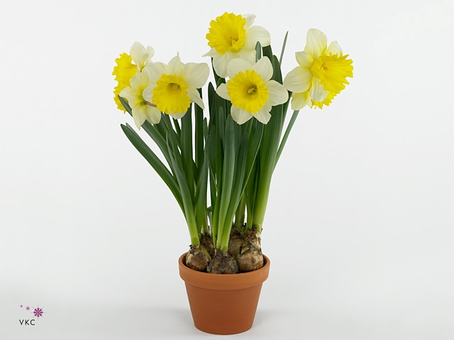 Narcissus TR 'Attraction'