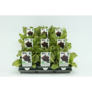 BKH groente 50275 bio Vollegrondsla Rood (set x9)