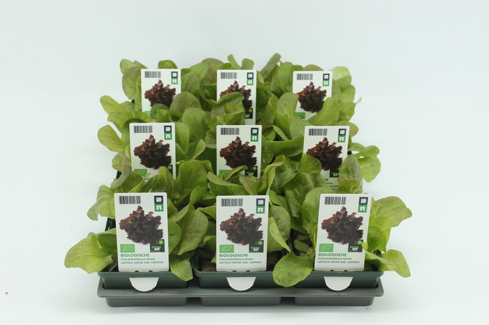 <h4>BKH groente 50275 bio Vollegrondsla Rood (set x9)</h4>