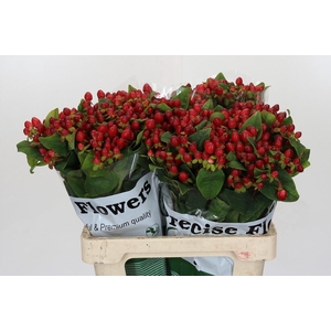 Hypericum Magical Triumph