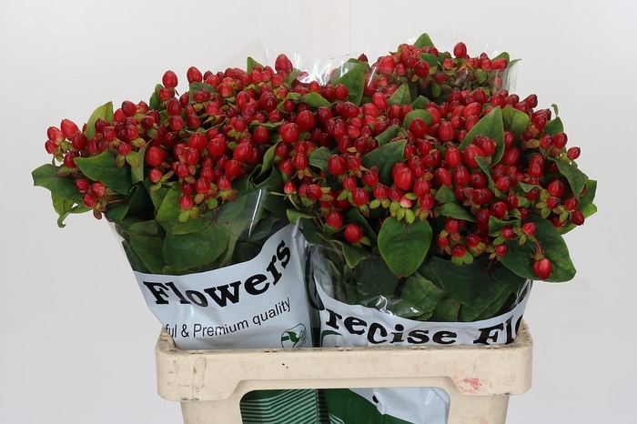 <h4>Hypericum Magical Triumph</h4>