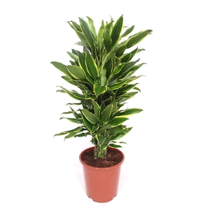 Dracaena Golden Coast