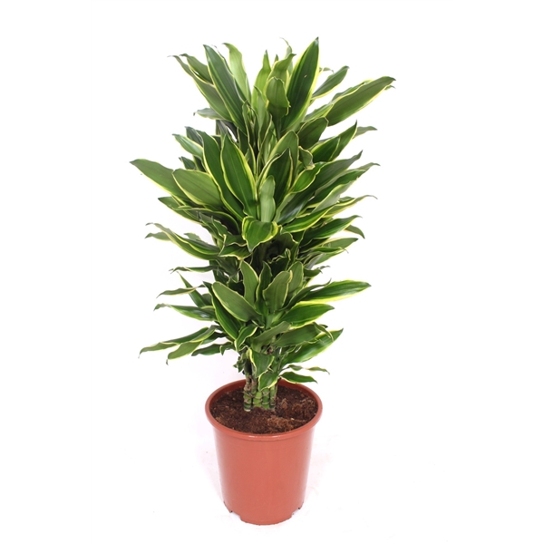 <h4>Dracaena Golden Coast</h4>