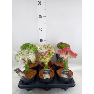 Euphorbia lactea 'Cristata'