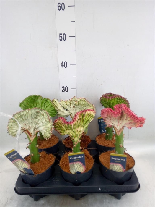 <h4>Euphorbia lactea 'Cristata'</h4>