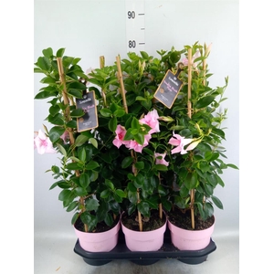 Mandevilla am. 'Sundav Db Blush Pk'
