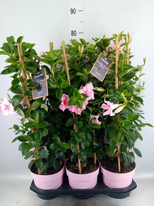 <h4>Mandevilla am. 'Sundav Db Blush Pk'</h4>