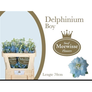 DELPH DU DEWI BOY