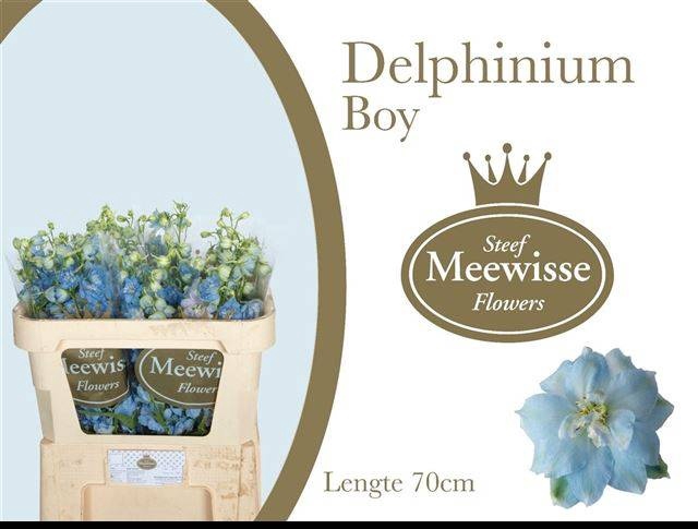 <h4>DELPH DU DEWI BOY</h4>