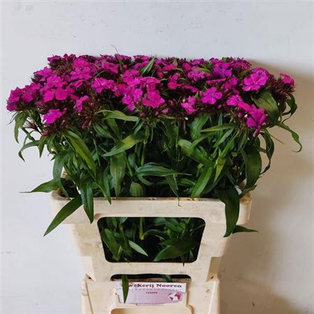 <h4>Di Barb B Purper</h4>