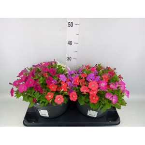 Petunia  'Picobella'   ...mix