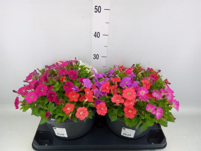 <h4>Petunia 'Picobella' ...mix</h4>