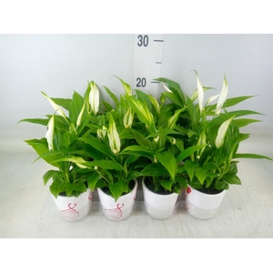 Spathiphyllum  'Pearl Cupido'