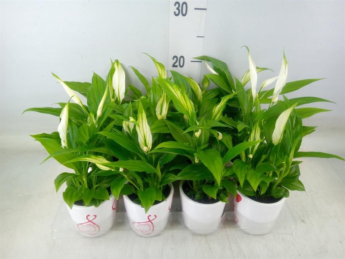 <h4>Spathiphyllum  'Pearl Cupido'</h4>