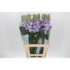 Matthiola Iron Marine