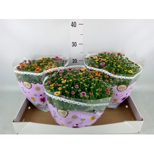 Chrysanthemum  'Jellyfish'  ..mix p