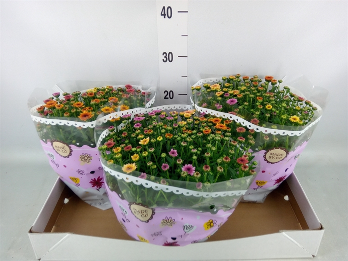 <h4>Chrysanthemum  'Jellyfish'  ..mix p</h4>
