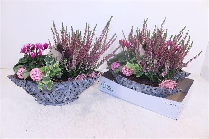 <h4>ARR TUINPLANTEN</h4>