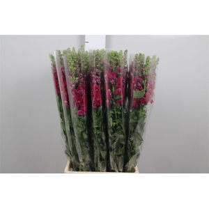 Antir It. Magenta Purple