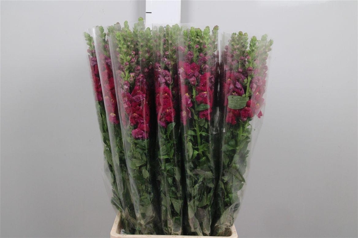 <h4>Antir It. Magenta Purple</h4>