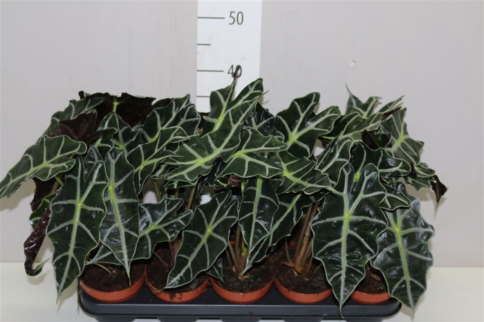 <h4>Alocasia Polly</h4>