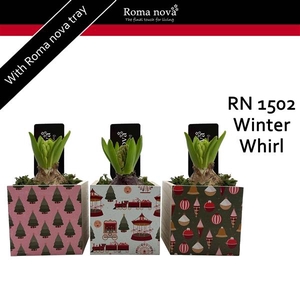 Arrangementen Hyacinthus 6%