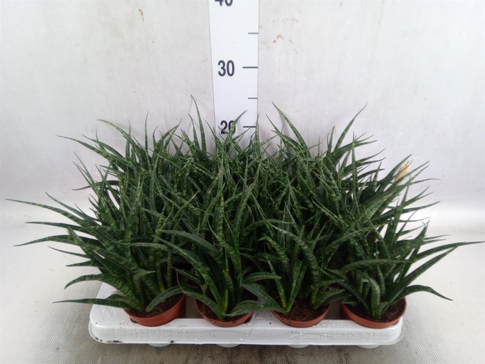 Sansevieria  'Fernwood'