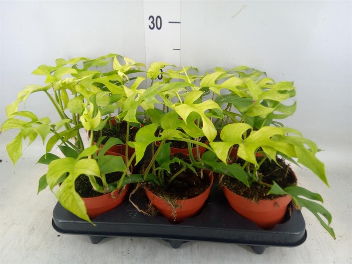 <h4>Rhaphidophora tetrasperma</h4>