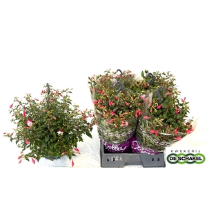 FUCHSIA PATIO PRINCE