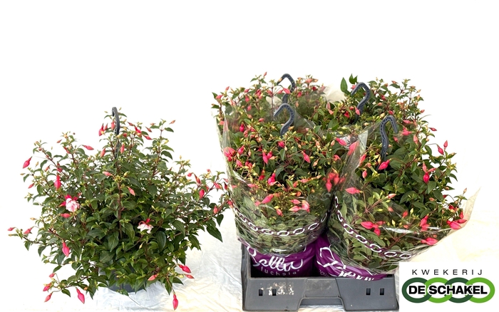 <h4>FUCHSIA PATIO PRINCE</h4>