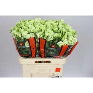 Eust Du Rosita Green Ex