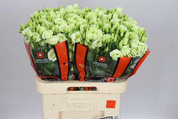 <h4>Eust Du Rosita Green Ex</h4>