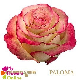 R Gr Paloma Bicolor 50cm EC