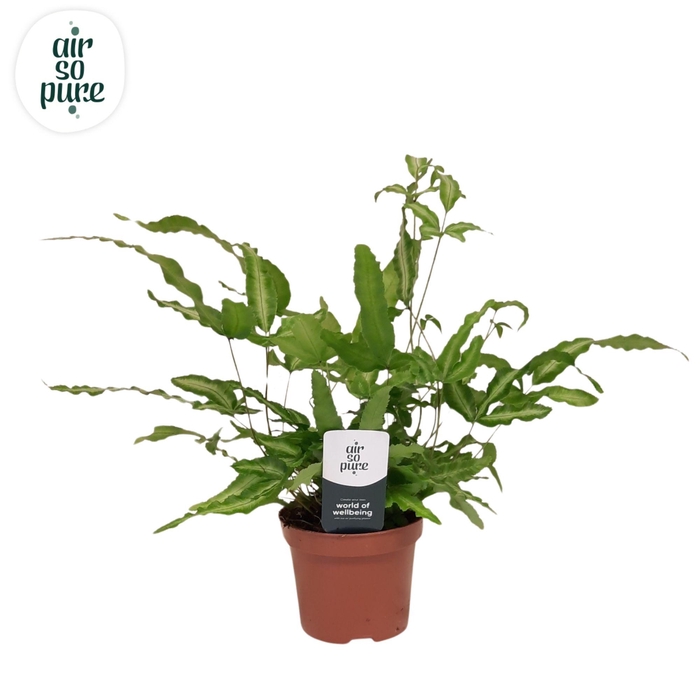 <h4>Pteris Albolineata</h4>