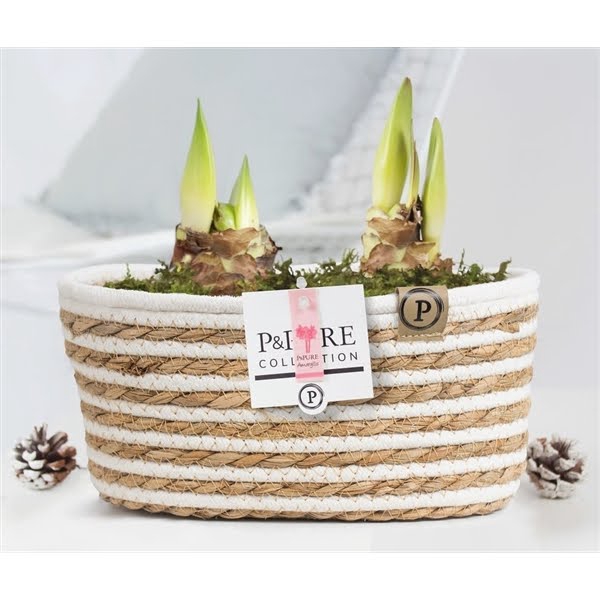 <h4>2x Hippeastrum pink in P&PURE Fieldbasket 7 finished with moss</h4>