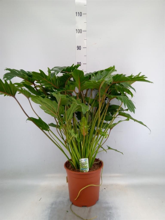 <h4>Philodendron xanadu</h4>