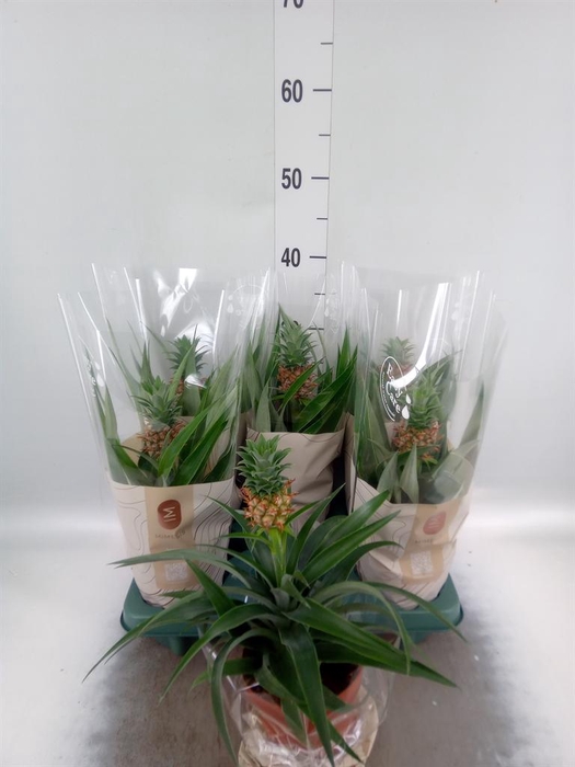 <h4>Ananas  'Mi Amigo'</h4>