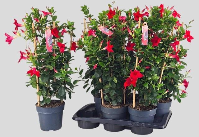 <h4>MANDE SUN RED</h4>